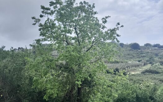 Vendesi Terreno Agricolo